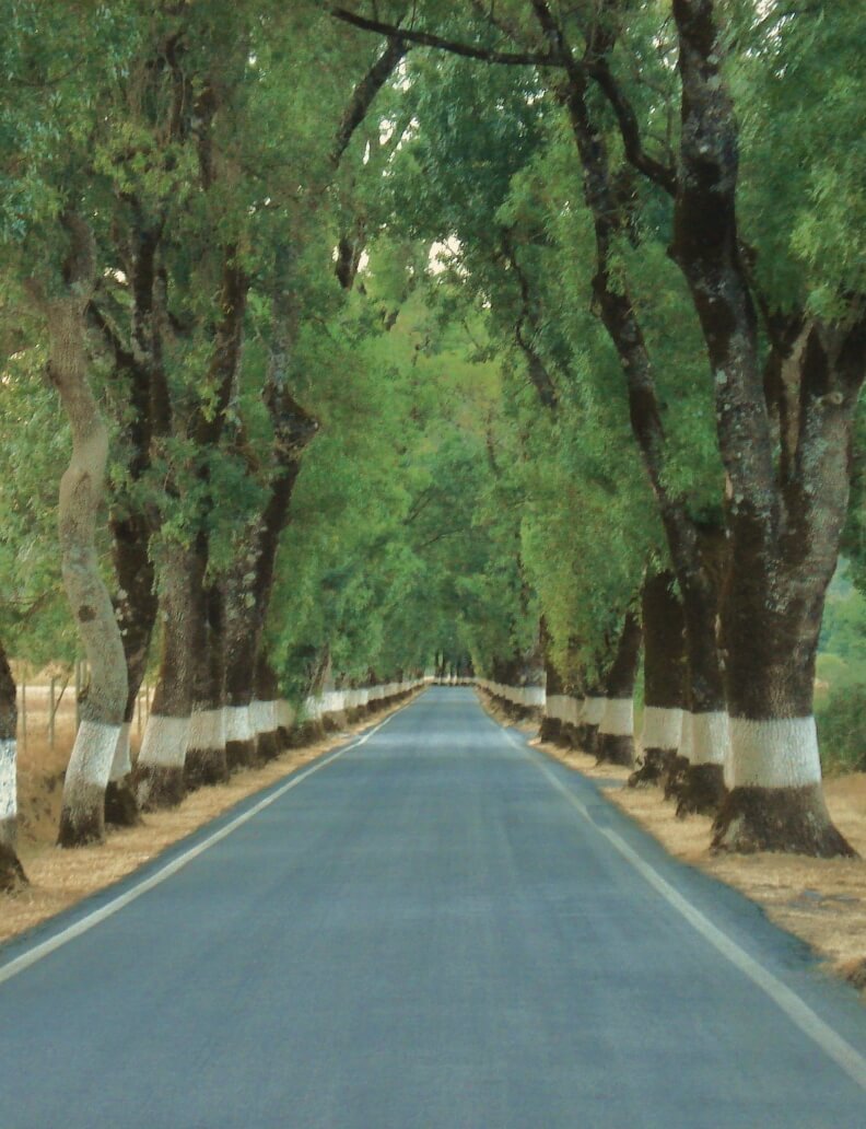 <i>Fraxinus angustifolia</i> – Alameda de 300 exemplares classificados de interesse público, Marvão, Portalegre
