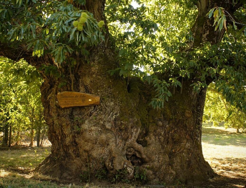 Castanheiro de Vales