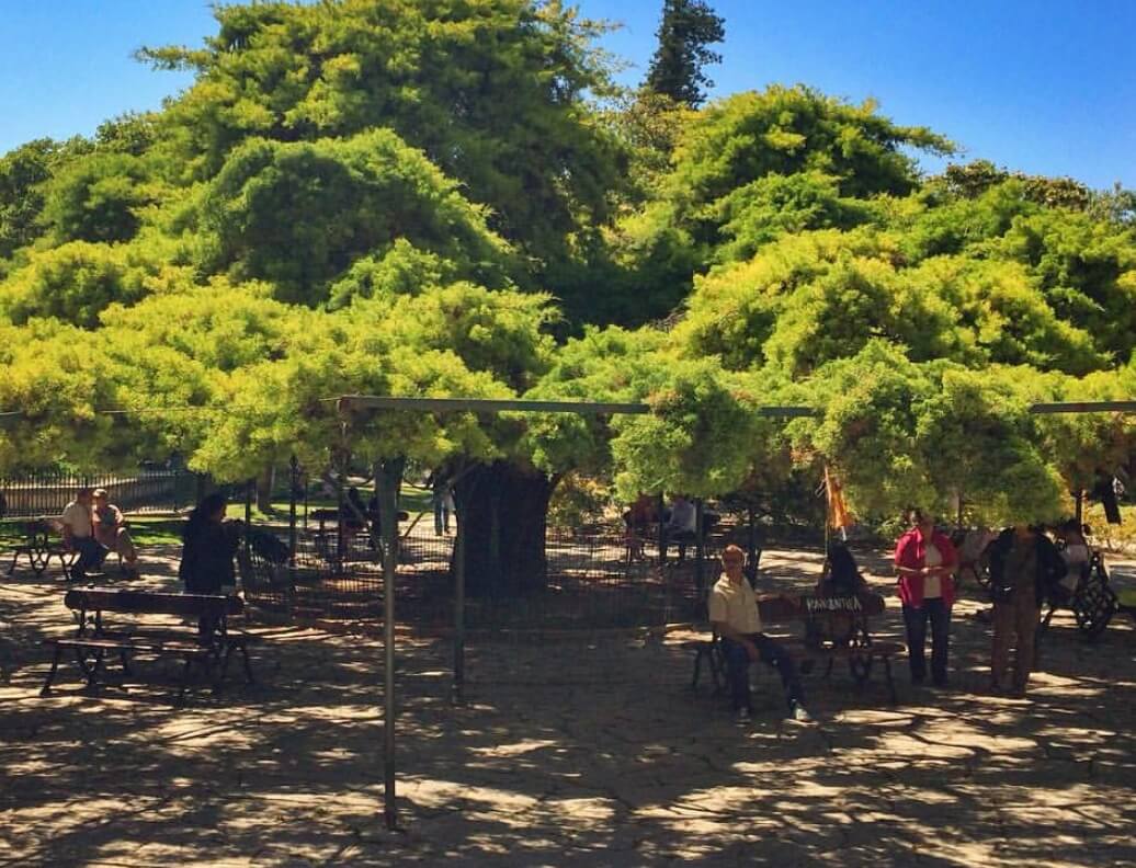 Cipreste (Cupressus lusitanica) com 141 anos de idade, classificada de Interesse Público, Jardim do Príncipe Real, Lisboa
