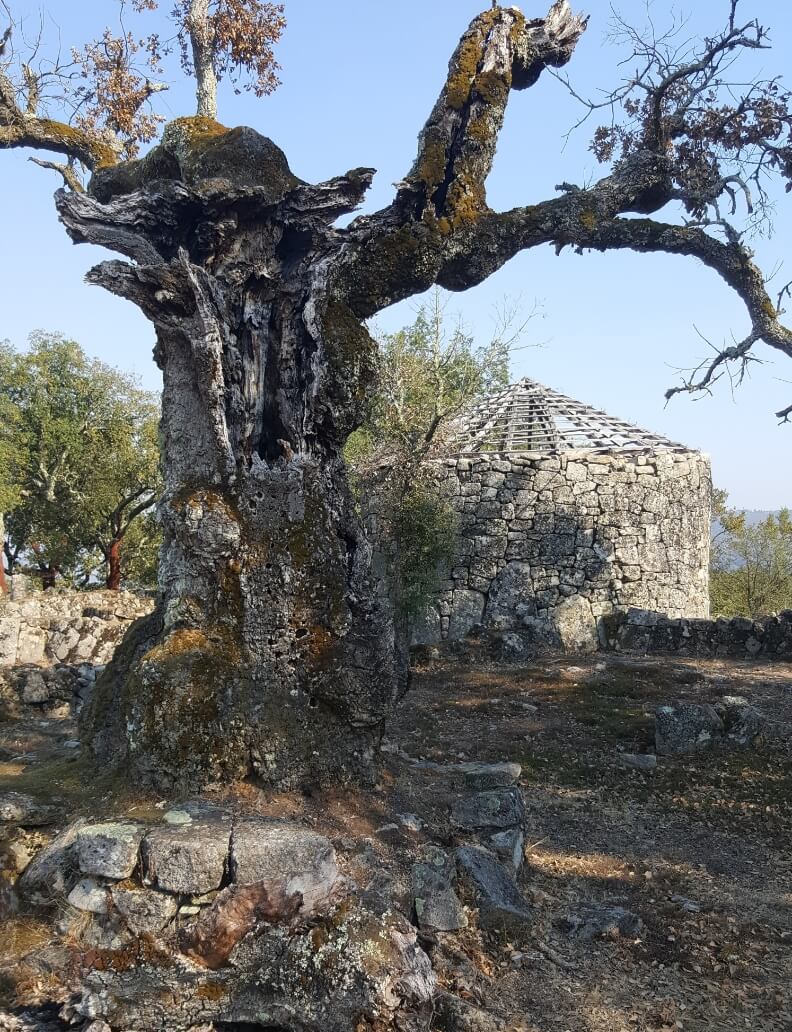 <i>Quercus suber l.</i>, exemplar de sobreiro que existiu na mata da Citânia de Briteiros