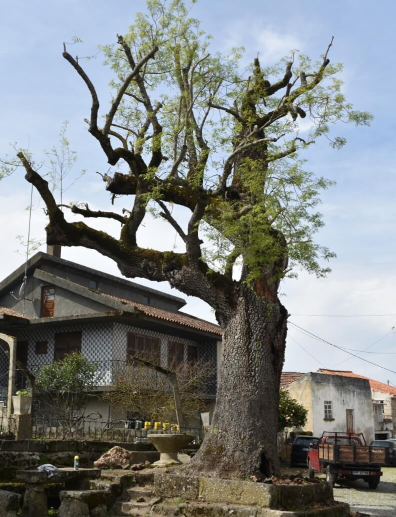 Freixo de Vale da Ribeira (Celorico da Beira), março 2020 