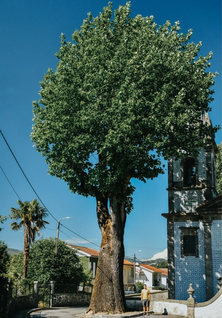 Tulipeiro da Ajuda, árvore vencedora da edição de 2021